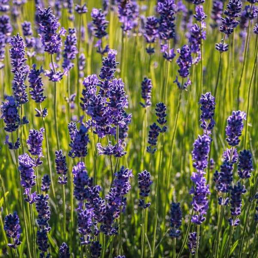 Lavendel Samenfestes Saatgut in blühendem Lavendelfeld