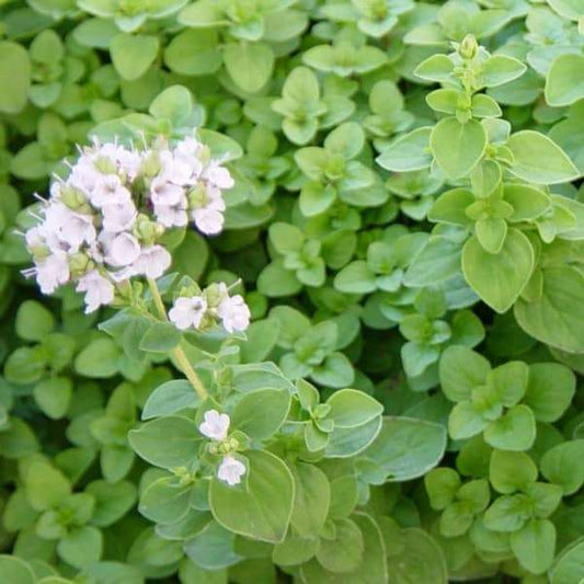 Majoran herb with white flowers and green leaves in garden