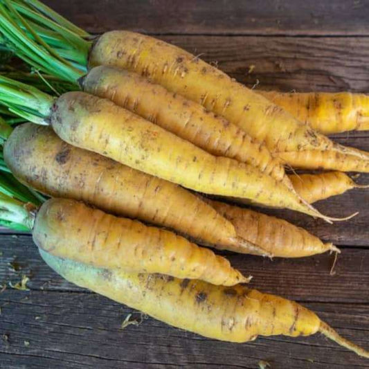 Yellow carrots 'Gochsheimer Gelbe' with green tops on wooden surface
