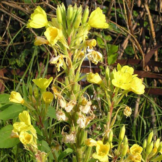 Yellow Oenothera biennis seed plant for home garden