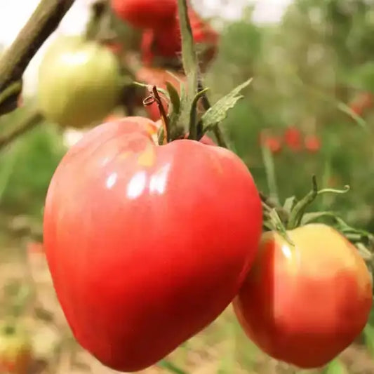 Tomate Coração de Boi Früchte – samenfeste Ochsenherztomate Samen