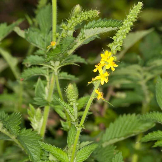 Close-up of Agrimonia eupatoria with yellow flowers and serrated green leaves, ideal for wildflower garden seeds