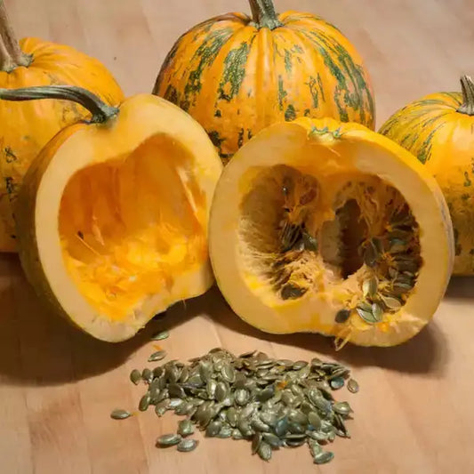 Kürbis Gleisdorfer Früchte – samenfester Ölkürbis Samen
