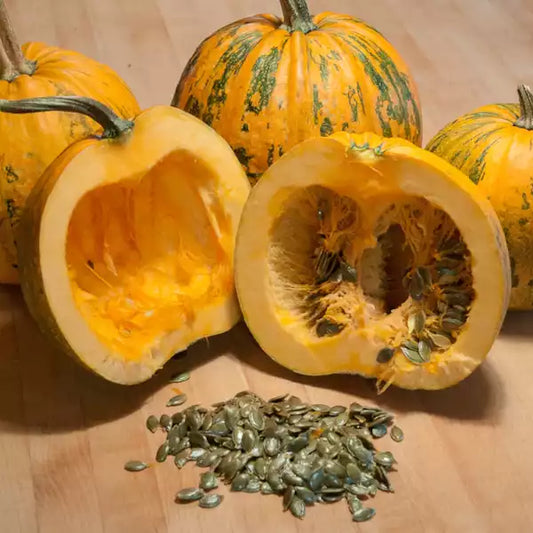 Ölkürbis 'Gleisdorfer' - Cucurbita pepo