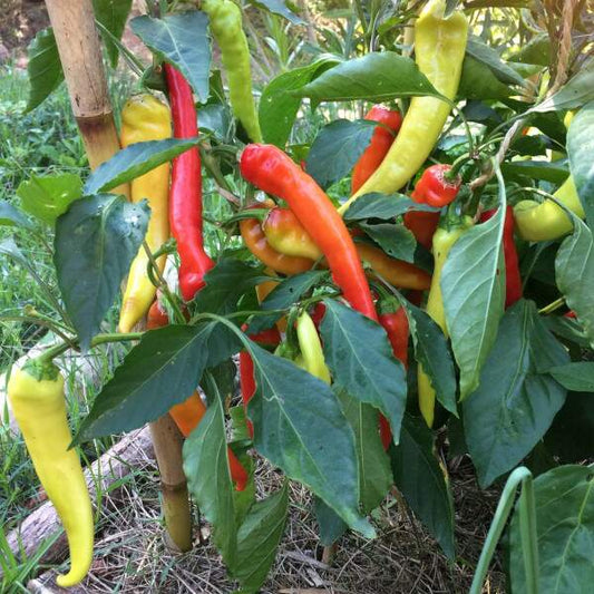 Spitzpaprika 'Sweet Banana' - Capsicum annuum