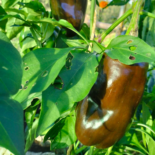 Gemüsepaprika 'Sweet Chocolate' - Capsicum annuum