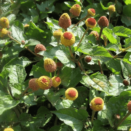 Parakresse - Jambú - Acmella oleracea