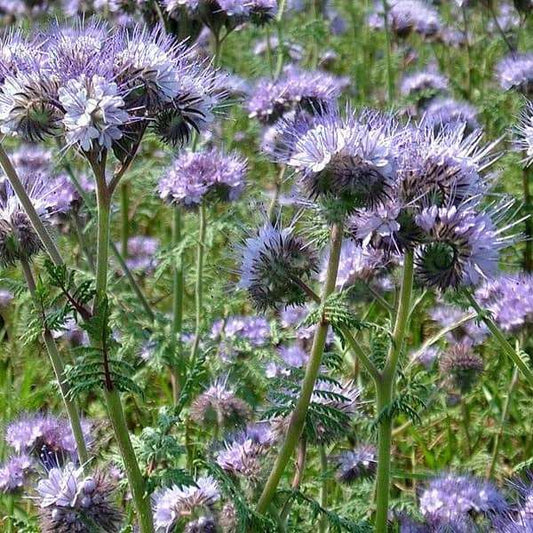 Purple Phacelia flowers in a garden setting