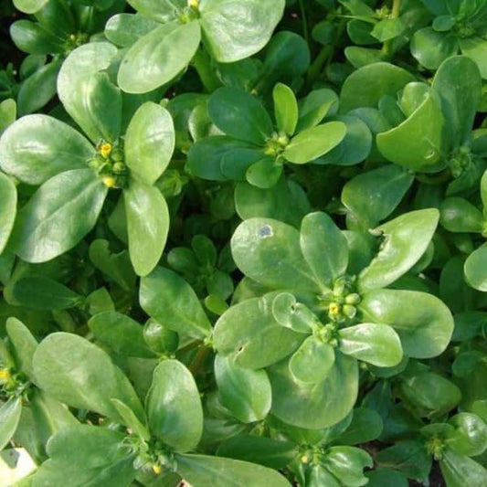 Sommer Portulak Portulaca sativa