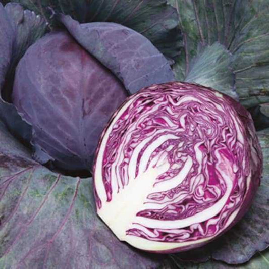 Rotkohl 'Rodynda' - Brassica oleracea convar. capitata var. rubra