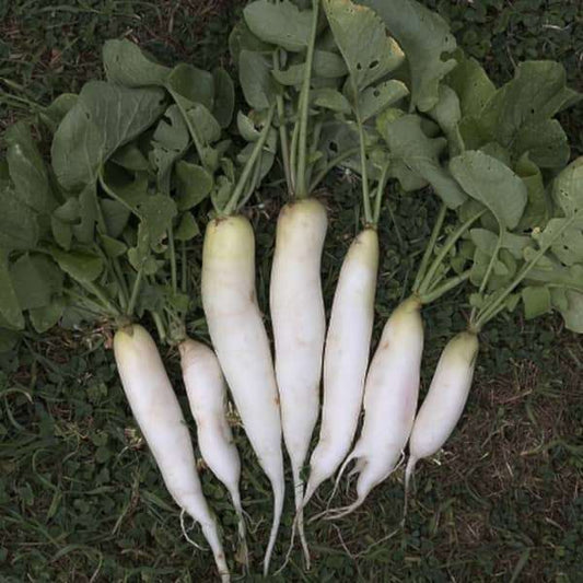 Radieschen 'Eiszapfen' white radish with long roots and green leaves, fresh harvest for gardening