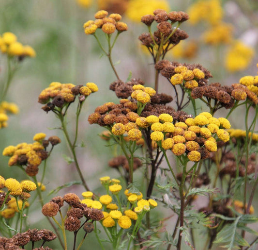 Gemeiner Rainfarn seed heads with yellow and brown flowers in a natural garden setting