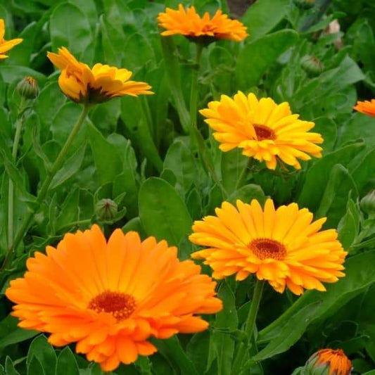 Calendula officinalis 'Orange' bright orange flowers in garden