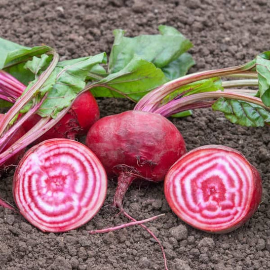 Rote Bete 'Tondo di Chioggia' - Beta vulgaris subsp. vulgaris var. conditiva