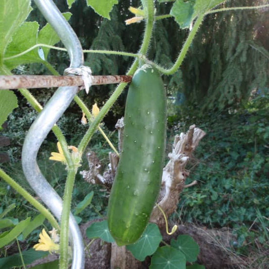 Salatgurke 'Tanja' - Cucumis sativus