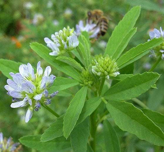 Schabzigerklee seeds with bee pollinator in garden