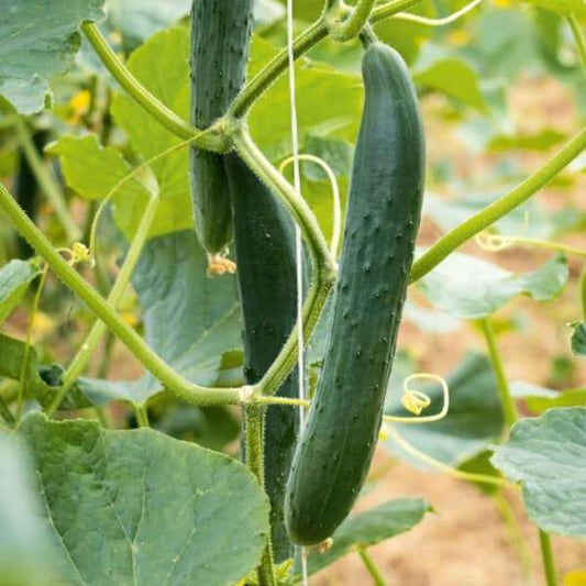 Schlangengurke 'Arola' - Cucumis sativus