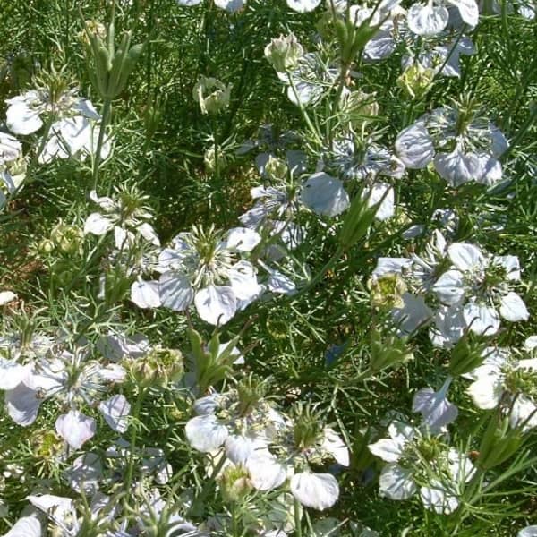 black cumin seed plant Black Cumin - Buy Seeds Online