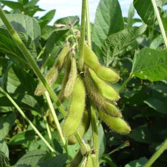 Soybean 'Green Shell' seeds on plant in lush green field