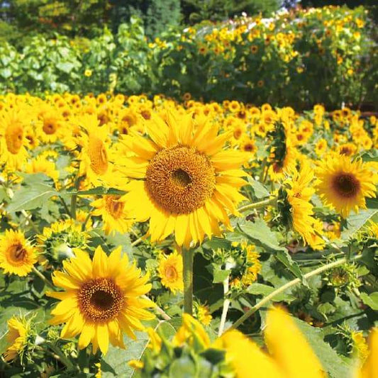 Sonnenblume Gelbe Stammform Pflanze blühend – samenfeste Ölsaatsonnenblume Samen