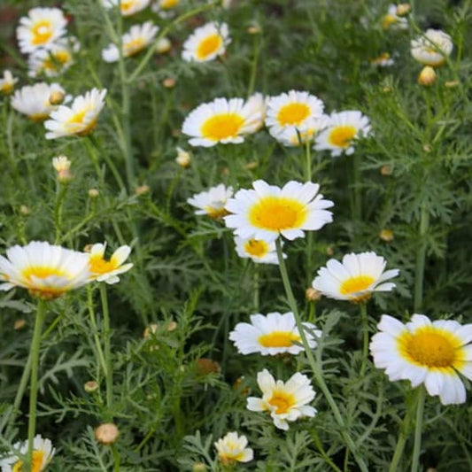 Speisechrysantheme - Kronen-Margerite - Glebionis coronaria var. discolor