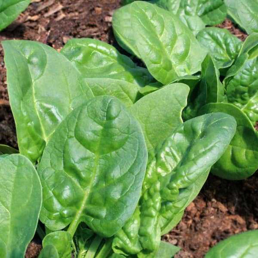 Spinat 'Butterflay' - Spinacia oleracea