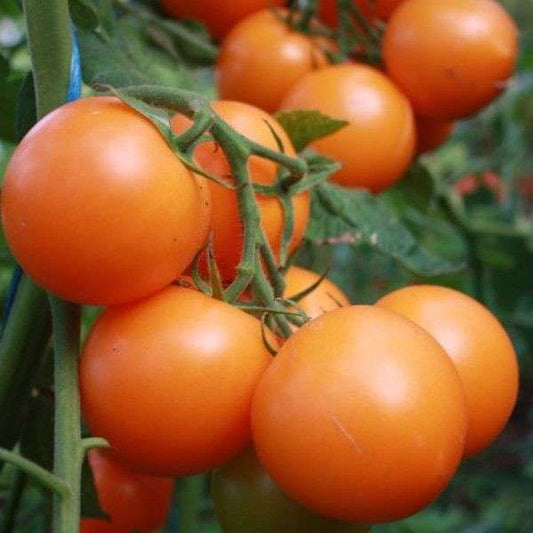 Auriga Tomate Früchte – orangefarbene samenfeste Salattomate Samen