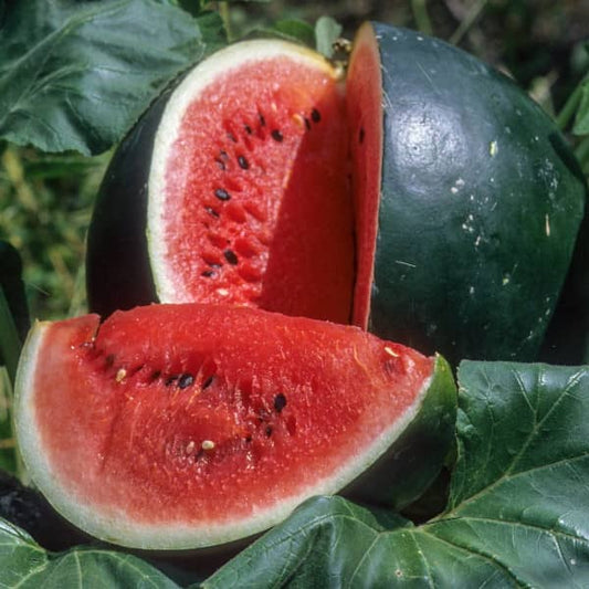 Wassermelone Sugar Baby [Citrullus lanatus]