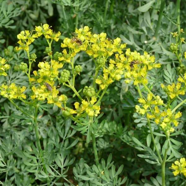 Rue / Herb of Grace - Buy Seeds Online