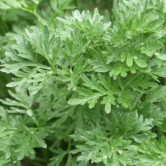 <tc>Wormwood - Artemisia absinthium</tc>
