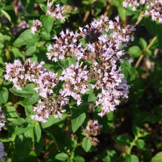 Wilder Oregano - Dost - Origanum vulgare L.
