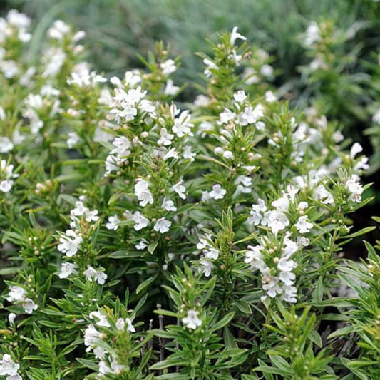 Winter Bohnenkraut - Berg-Bohnenkraut - Satureja montana