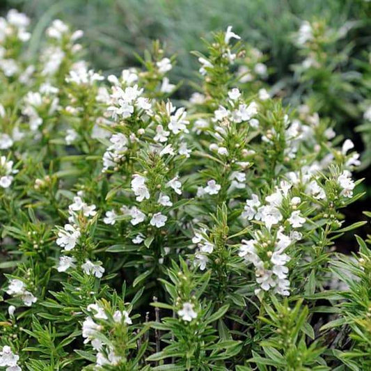 Winter Bohnenkraut seedling with white flowers and green leaves