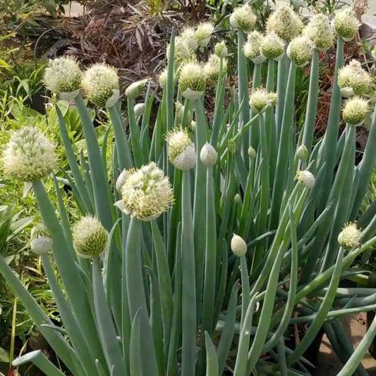 Winterheckenzwiebel - Allium fistulosum