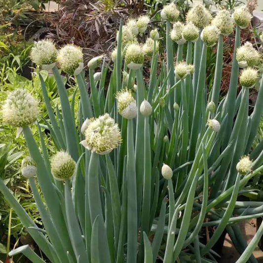 Winterheckenzwiebel [Allium fistulosum]