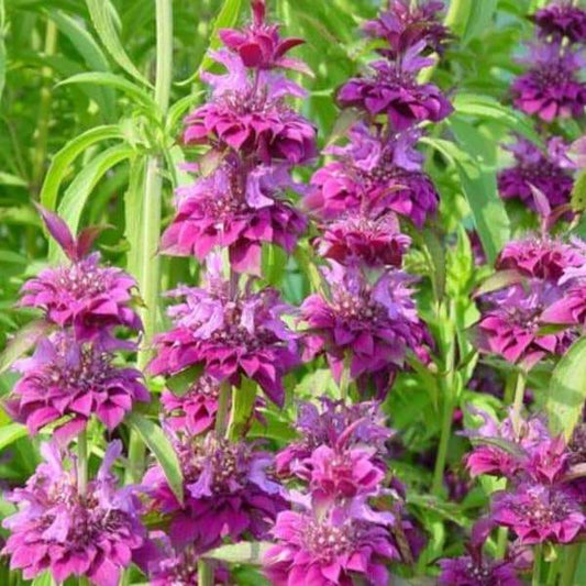 Purple Monarda flowers with green foliage for garden seeds
