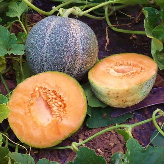 Zuckermelone - Cantalopue Petit Gris de Rennes [Cucumis melo]