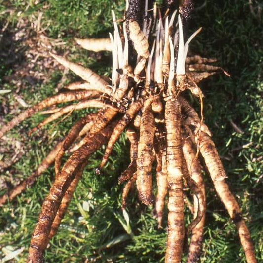 Zuckerwurzel - Sium sisarum