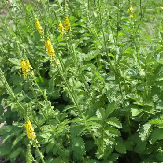 Agrimonia eupatoria, samenfester Gewöhnlicher Odermennig. Sichtbar sind mehrere blühende Pflanzen mit aufrechten, schlanken Stängeln und den typisch gefiederten, tiefgrünen Blättern. Die langen, gelb leuchtenden Blütenähren stehen gut sichtbar über dem Laub und betonen den aromatischen, traditionellen Charakter dieser heimischen Wild‑ und Heilpflanze. Fotografiert für Benjis Seeds.