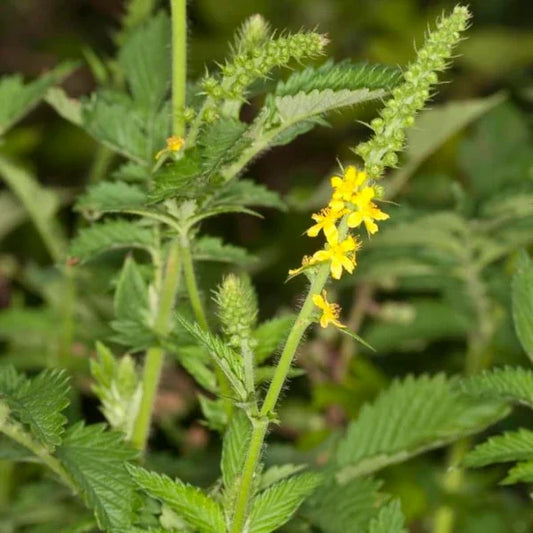 Agrimonia eupatoria, samenfester Gewöhnlicher Odermennig. In Nahaufnahme sichtbar ist eine einzelne Blüte mit den charakteristischen leuchtend gelben Einzelblüten entlang des schlanken Blütenstands, begleitet von den typisch gefiederten, tiefgrünen Blättern. Die Kombination aus feiner Blütenstruktur und aromatischem Laub betont den traditionellen Charakter dieser heimischen Wild‑ und Heilpflanze. Fotografiert für Benjis Seeds.