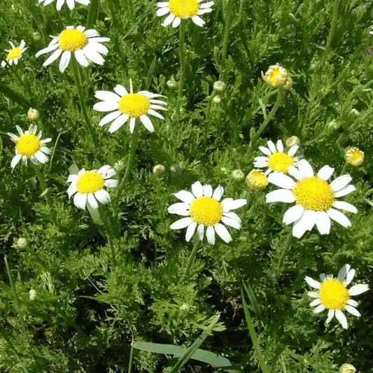 Anthemis nobilis, samenfeste Teppich‑ bzw. Duftkamille. Sichtbar sind mehrere blühende Pflanzen mit flach wachsenden, fein gefiederten, hellgrünen Blättern und den typischen weißen Blütenköpfchen mit gelber Mitte. Die dichte, teppichartige Struktur und die frische Blüte betonen den aromatischen, traditionell beruhigenden Charakter dieser historischen Heil‑ und Duftpflanze. Fotografiert für Benjis Seeds.