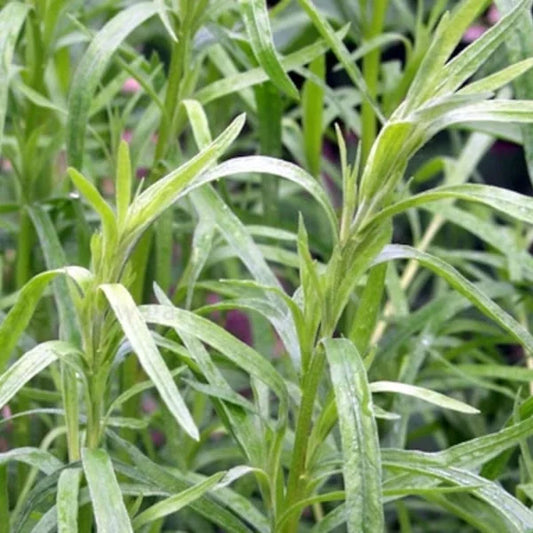 Artemisia dracunculus, samenfester Estragon. In Nahaufnahme ist eine krautige Pflanze sichtbar mit schmalen, länglichen, sattgrünen Blättern, die überwiegend wechselständig an den Trieben sitzen. Die aufrechten, fein verzweigten Stängel und die dichte, leicht buschige Belaubung zeigen den typischen Wuchs dieser historischen Estragon‑Kräuterpflanze, wie sie im Garten häufig vorkommt. Fotografiert für Benjis Seeds.