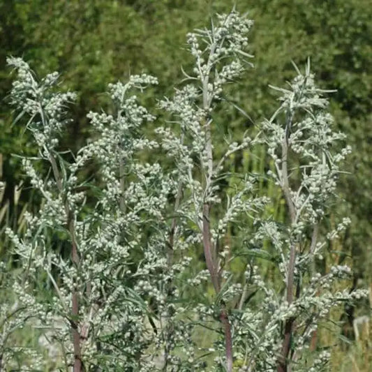 Artemisia vulgaris – open‑pollinated common mugwort with upright, branching stems and finely divided, dark‑green to grey‑green leaves, shown as a single mature plant displaying its characteristic feathery foliage and slender growth habit, photographed for Benjis Seeds.