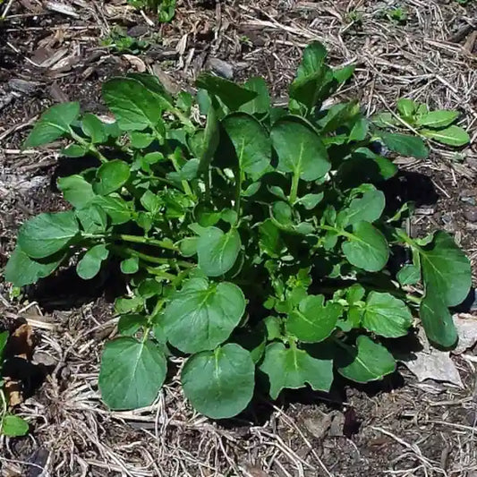 Barbarea vulgaris – open‑pollinated wintercress shown as an upright plant with glossy deep‑green, lobed leaves and several small bright‑yellow flower clusters. The image highlights the fresh leaf texture, vivid bloom colour and the typical early‑season growth habit, photographed for Benjis Seeds.