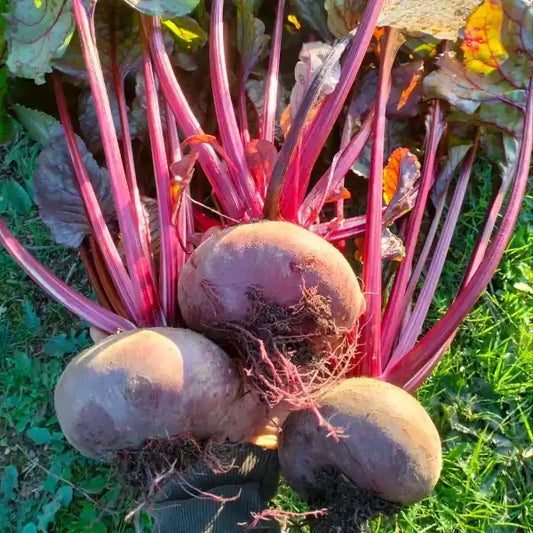 Beta vulgaris, samenfeste Rote Bete 'Ägyptische Plattrunde'. Zu sehen sind drei große Knollen nach der Ernte mit Blattstielen und grünen Blättern, die in einer Hand gehalten werden. Die flache, rundliche Form der Knollen und die dunkelrote Färbung der Schale entsprechen dem typischen Erscheinungsbild dieser historischen Rote‑Bete‑Gemüsepflanze. Fotografiert für Benjis Seeds.