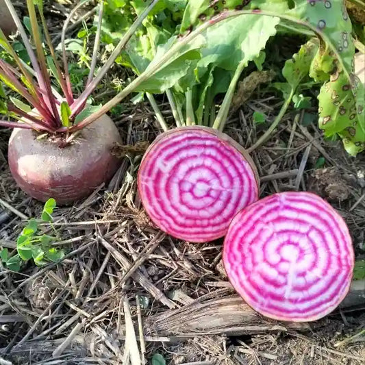 Beta vulgaris, samenfeste Rote Bete 'Tondo di Chioggia'. Zu sehen ist eine aufgeschnittene Knolle auf dem Beet neben einer wachsenden Pflanze. Die flache, rundliche Form und das charakteristische rot‑weiße geringelte Innenfleisch der Knolle sind deutlich sichtbar. Die daneben wachsende Pflanze zeigt grüne Blätter und kräftige rötliche Blattstiele, wie sie für diese historische Rote‑Bete‑Gemüsepflanze typisch sind. Fotografiert für Benjis Seeds.