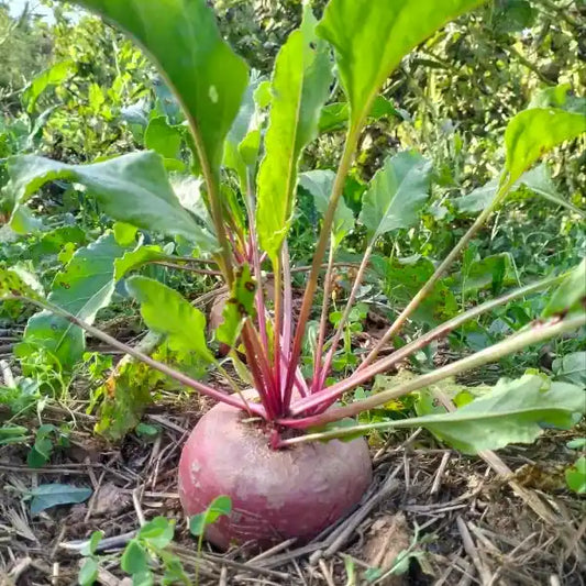Beta vulgaris, samenfeste Rote Bete 'Tondo di Chioggia'. Zu sehen ist eine Pflanze auf dem Beet mit grünen Blättern und kräftigen Blattstielen. Die leicht rundliche Knolle ist gut sichtbar und zeigt den typischen Wuchs dieser historischen Rote‑Bete‑Gemüsepflanze. Fotografiert für Benjis Seeds.