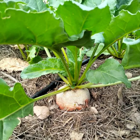 Gelbe Bete 'Burpee’s Golden' - Beta vulgaris