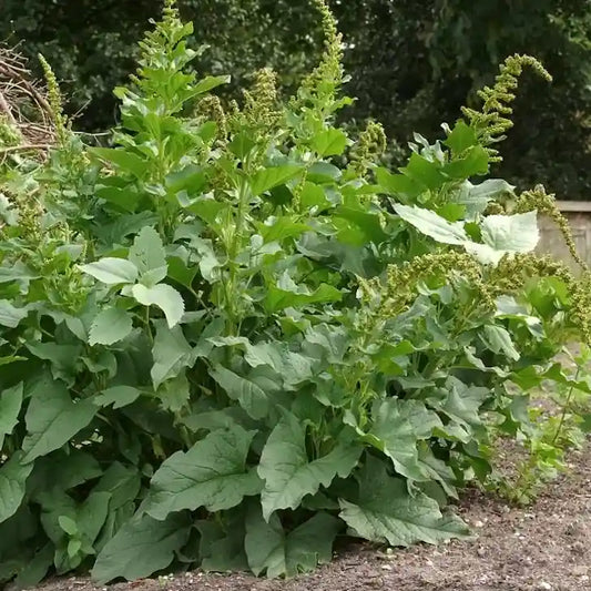 Blitum bonus‑henricus, samenfester Gewöhnlicher Guter Heinrich. Gezeigt werden mehrere Pflanzen auf einem Beet mit kompakten, ausdauernden Horsten und großen, breiten, leicht gewellten dunkelgrünen, spitzzulaufenden Blättern. Darüber stehen auf den kräftigen, aufrechten Stängeln die langen, unscheinbaren grünlichen Rispenblütenständen, typisch für diese traditionelle essbare Wildpflanze und historische Gemüsepflanze. Fotografiert für Benjis Seeds.