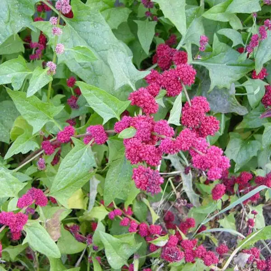 Blitum capitatum, samenfester Erdbeerspinat. Gezeigt wird eine Nahaufnahme der ausgewachsenen Pflanze mit aufrechten Stängeln und hellgrünen, dreieckigen Blättern. Daran sitzen zahlreiche leuchtend rote, beerenartige Früchte und einige weiß-rosa blühende Blütenstände. Typisch für diese historische essbare Wildpflanze. Fotografiert für Benjis Seeds.